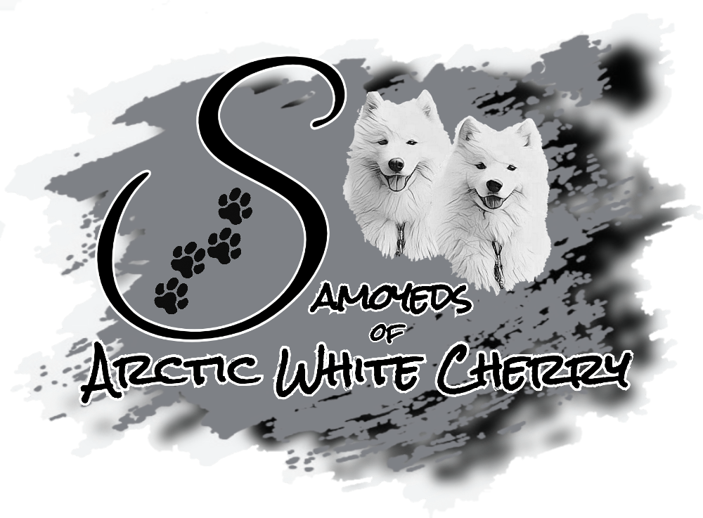 Samoyeds of Arctic White Cherry